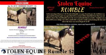 STOLEN EQUINE Rumble $2000.  REWARD RECOVERED HOME SAFE Near Nuevo, CA, 92567